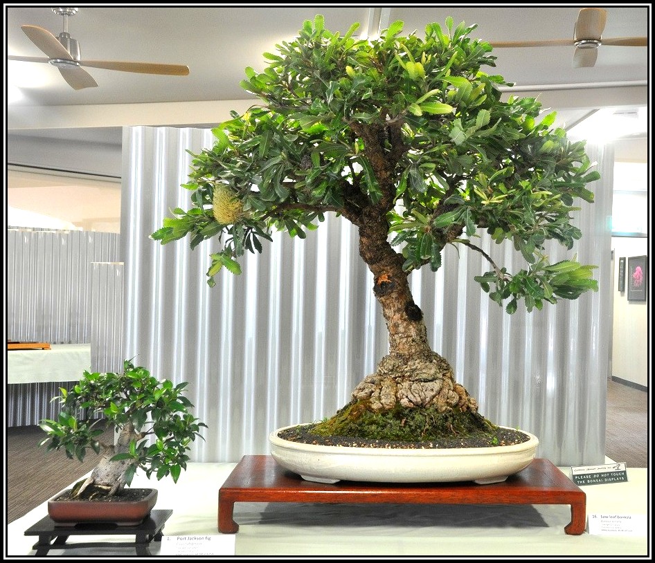 sawleaf